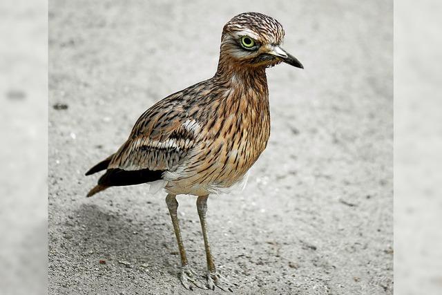 (Vorerst) keine Stellungnahme zu Vogelschutzgebiet