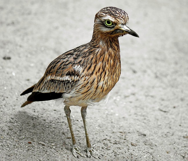 Um den Triel gibt es einen groen Wirbel.   | Foto: Violetta/Fotolia.com