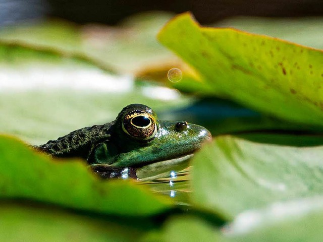 Die Wetterfrsche legen sich fr Oster...d dieses Jahr keinen Dauerregen geben.  | Foto: dpa