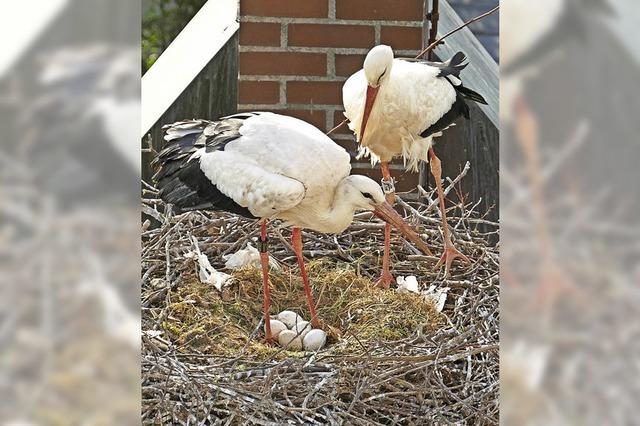 Nestbau seit dem Valentinstag