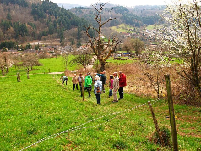 Unterwegs mit Wolfgang Sprich in den Streuobstwiesen am Stadtrand von Kandern.   | Foto: Jutta Schtz