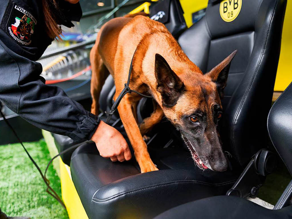Eine Polizeibeamtin durchsucht mit Ihrem Sprengstoff-Sprhund die Sitzreihen auf der Trainerbank im Signal-Iduna-Park in Dortmund.