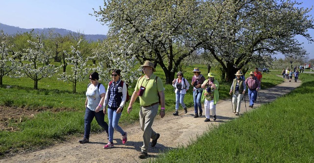 Knigschaffhausen.  Wanderer bei der sechsten Genussvolle Bltenwanderung.  | Foto: Roland Vitt