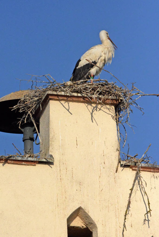 Das Paar in seinem selbstgebauten Nest...sten der Strche auf dem Kirchendach.   | Foto: Hannes Lauber