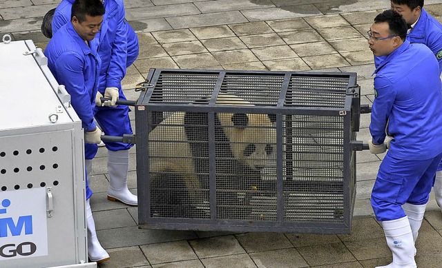 Als die Pandas in China verladen wurde...uvenirshop als Plschtiere zu kaufen.   | Foto: dpa