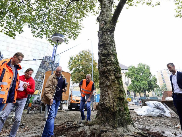 Eine 70 Jahre alte Platane auf dem Pla...ar bei  Bauarbeiten beschdigt worden.  | Foto: Ingo Schneider