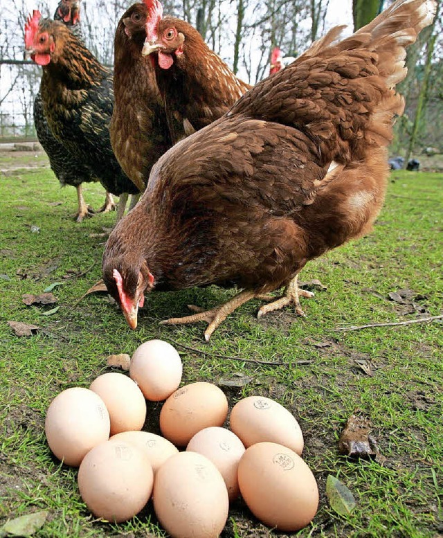 Genau hingeschaut wird  an Ostern  bei... ansonsten ist es genau umgekehrt.      | Foto: I.Wagner (dpa)