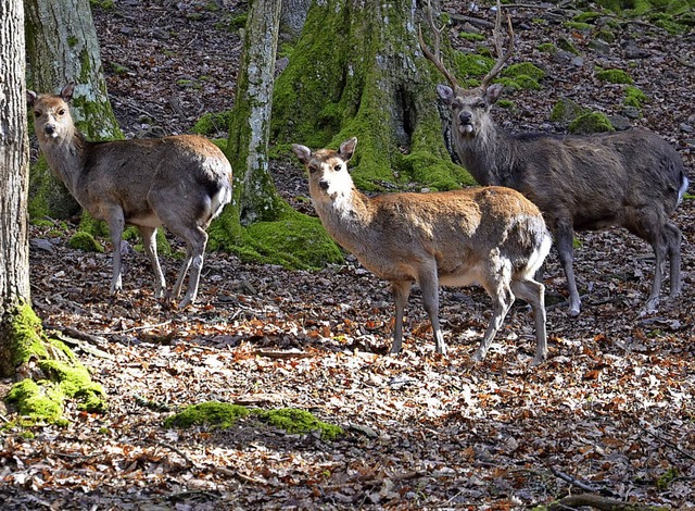 Besonders scheu: das Sikawild  | Foto: Christiane Weishaupt