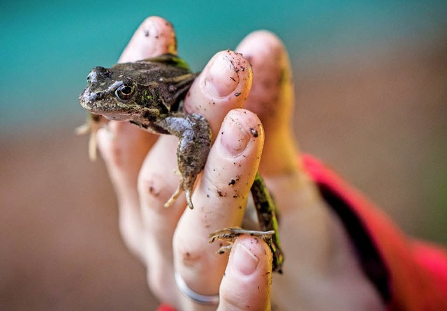 Dieser Springfrosch wird von einem Kr...lfer sicher ber die Strae gebracht.   | Foto: dpa/privat