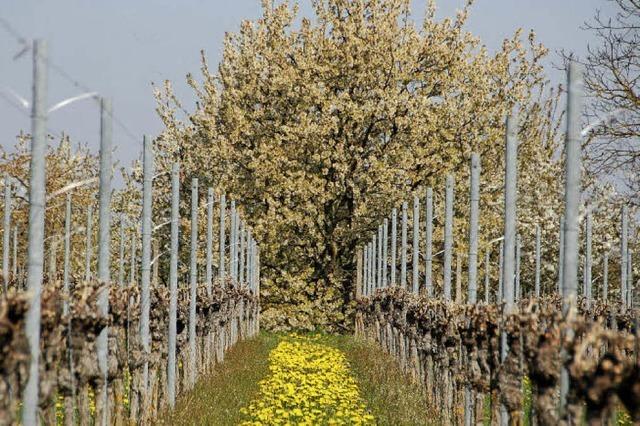 Weinmesse in Offenburg: Baden misst sich mit der Provence