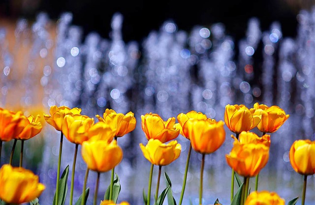 Tulpen allerorten im Lahrer Stadtpark  | Foto: Heidi Foessel