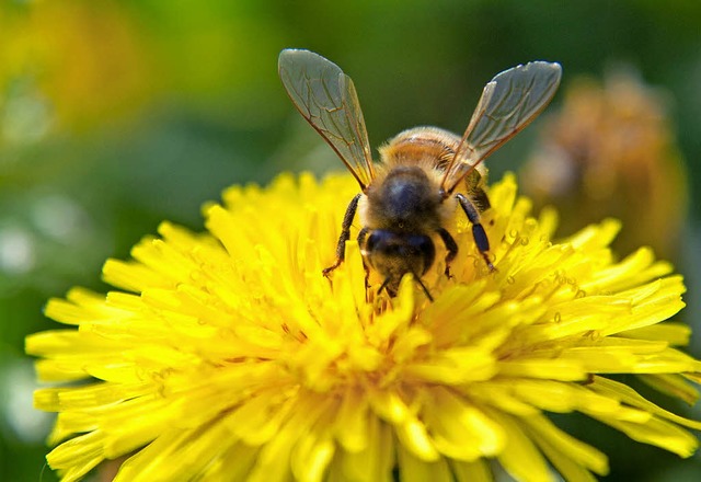 Viele Bienen haben den Winter nicht b...fr das Bienensterben verantwortlich.   | Foto: DPA