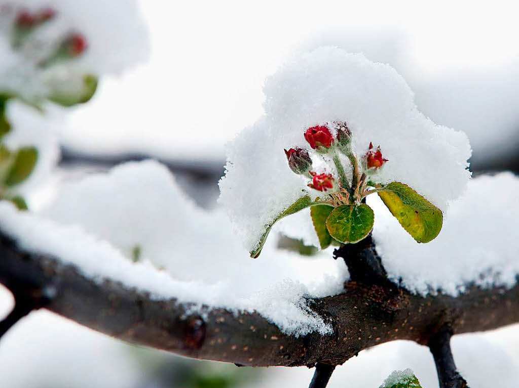 Schnee liegt am Dienstag auf den Blten eines Apfelbaumes in Inneringen (Baden-Wrttemberg).