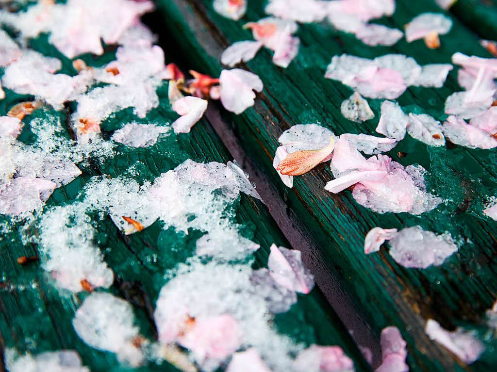 Schneebedeckte Kirschbaumblten liegen am Dienstag in Mnchen auf einer Bank.
