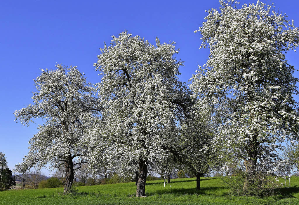 Seltene Bäume in voller Blüte Rümmingen Badische Zeitung