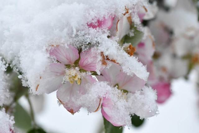 In Baden-Wrttemberg setzen Frost und Schnee im April den Apfelblten zu.  | Foto: dpa