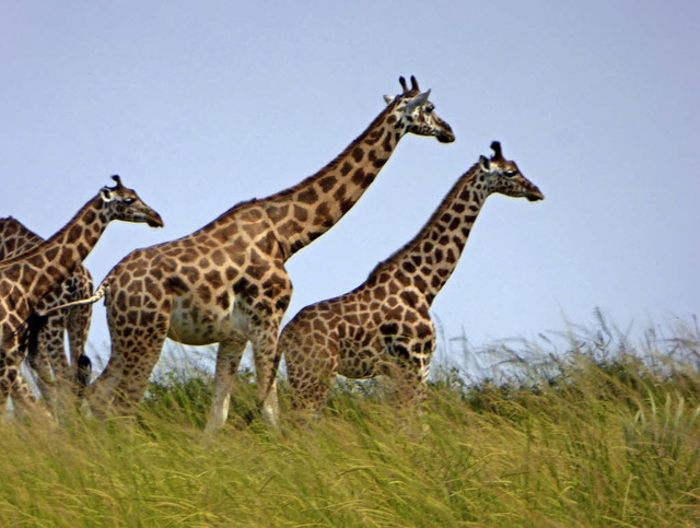 Diese Rotschildgiraffen aus dem Murchi...park in Uganda sind eine seltene Art.   | Foto: Siegfried Kunz