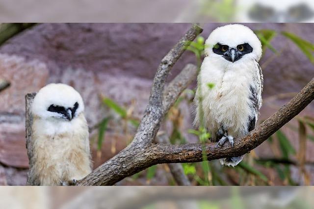Brillenkauz-Familie im Basler Zoo hat Nachwuchs