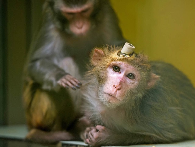 Zwei Rhesus-Affen,  einer mit Implanta... Die Aufnahme entstand im April 2016.   | Foto: dpa