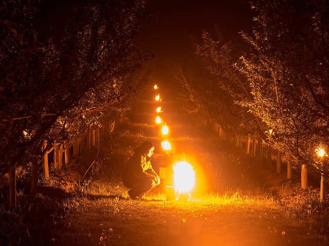 Wachskerzen in Eimern brennen bei Norsingen zwischen Pfirsichbumen.  | Foto: dpa