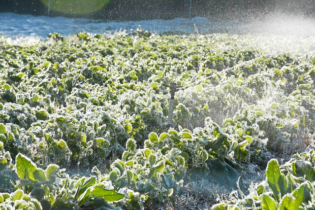 Ein Erdbeerfeld bei Mrkt: Die Pflanze...ugt es Wrme und schtzt so vor Frost.  | Foto: Hannes Lauber
