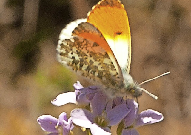   | Foto: Bernhard Kleine