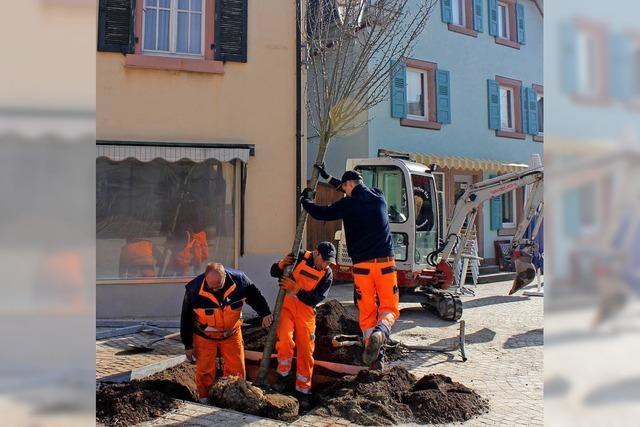 60 neue Bume frs Stadtgebiet