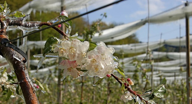 Apfelplantage im Eispanzer. In der Nac...il Buchholz mehr als fnf  Grad Klte.  | Foto: Christian Ringwald