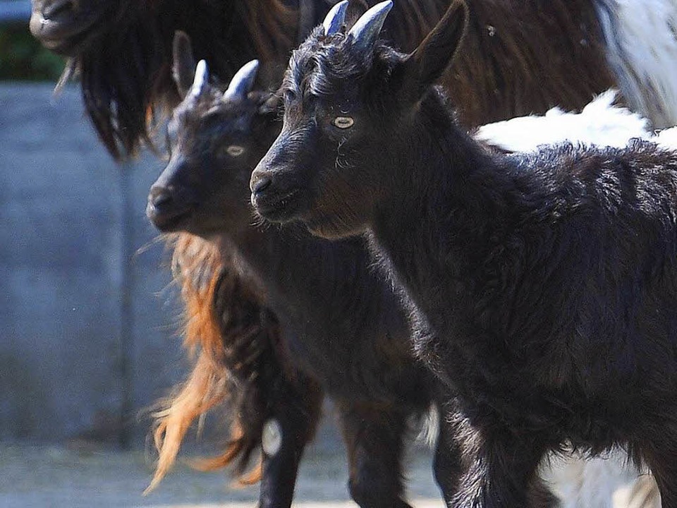 Keine Spur Von Den Gestohlenen Baby Ziegen Des Freiburger Mundenhofs Freiburg Badische Zeitung