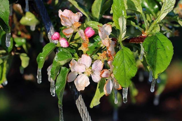 So hat der Frost Sdbadens Felder und Reben berzogen