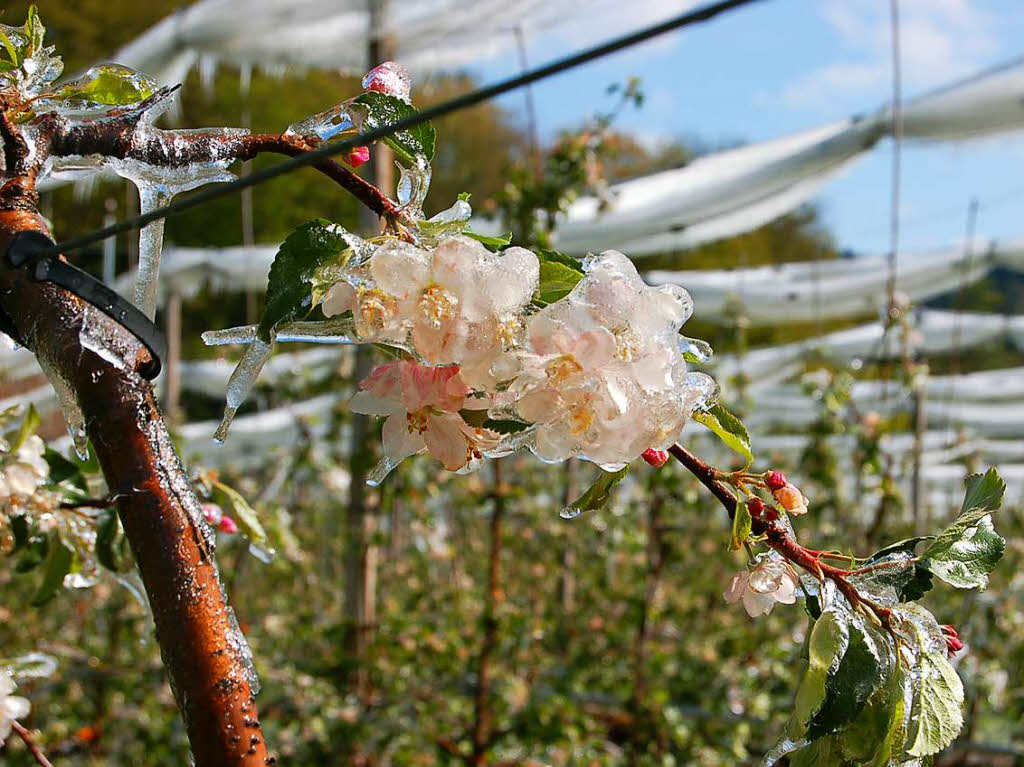 Apfelplantage im Eispanzer im Waldkircher Stadtteil Buchholz am Donnerstag.