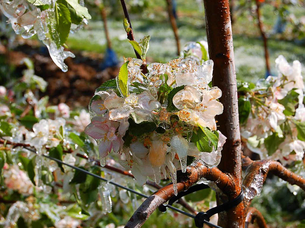 Apfelplantage im Eispanzer. In der Nacht von Mittwoch auf Donnerstag hatte es im Waldkircher Stadtteil Buchholz ber 5 Grad Klte.