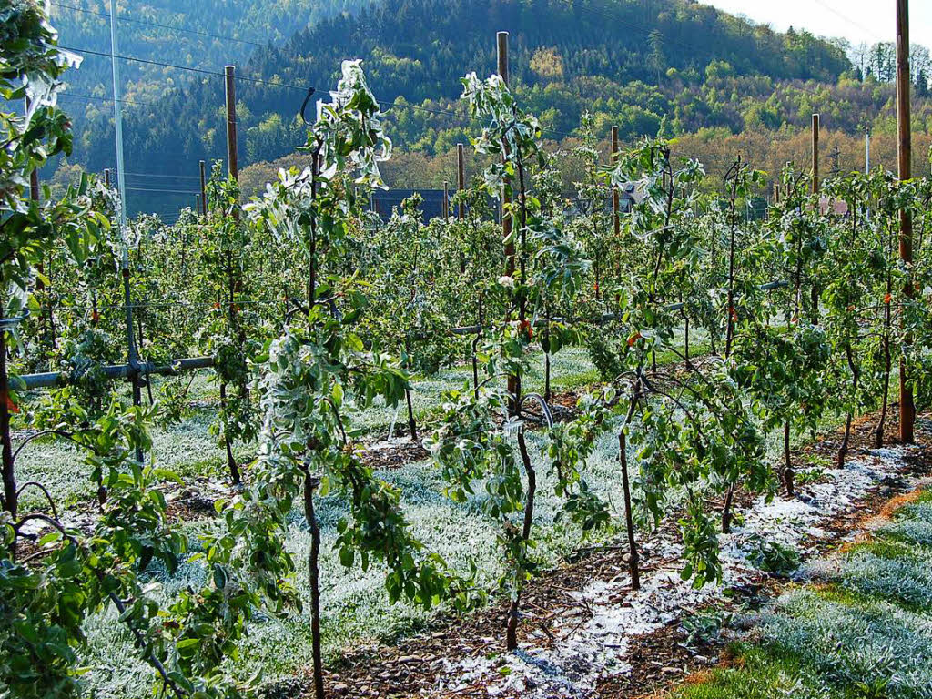 Frost auf einer Apfelplantage in Buchholz bei Waldkirch