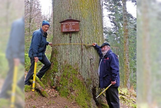 Mehr Holz im Gemeindewald