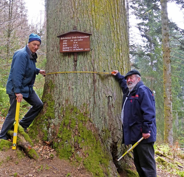 Dick wie zuvor und dennoch ordentlich ...ometer, messen die Kostgrundtanne ein.  | Foto: roland gutjahr