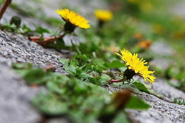 8 Pflanzen, die sich in der Innenstadt behaupten