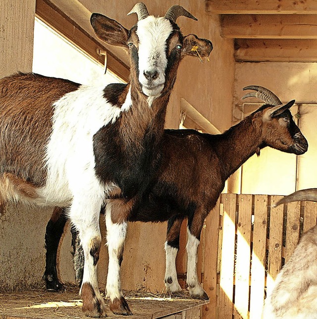 31 Tiere hat der Geienverein in seiner Obhut.   | Foto: Speckner