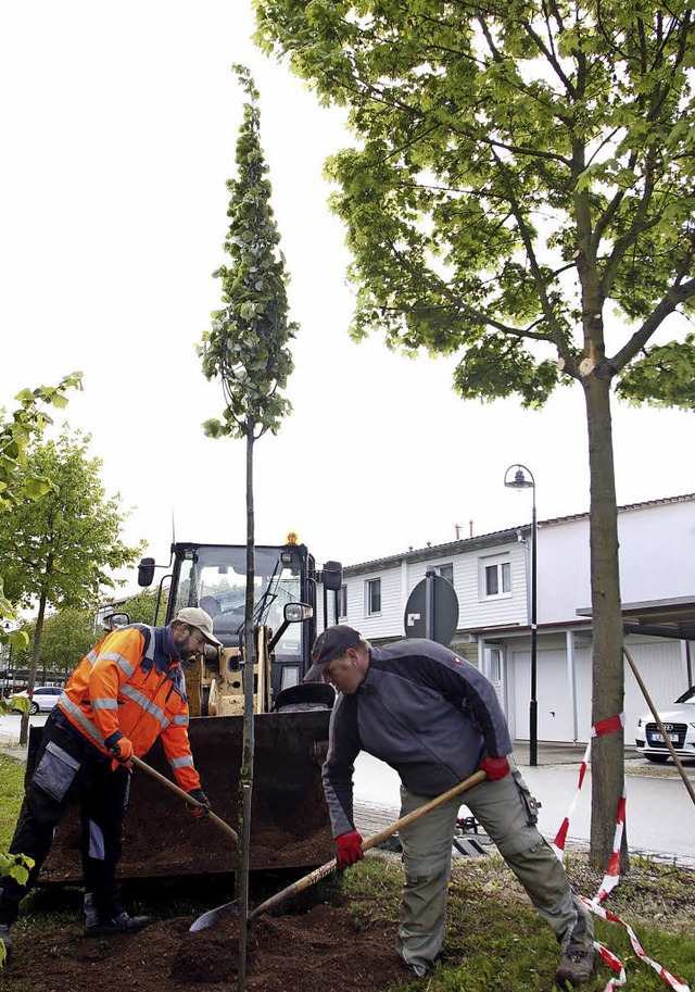 Bauhofmitarbeiter pflanzen 15 neue Bu...Bume, die den Parkstreifen gliedern.   | Foto: Heidi Fssel