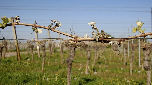 Schwer gebeutelt wurden zahlreiche Reben: Viele Triebe sind erfroren.   | Foto: Hubert Rderer