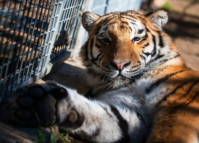 Tiger und Lwen sollen den Schwarzwaldpark attraktiver machen.  | Foto: dpa