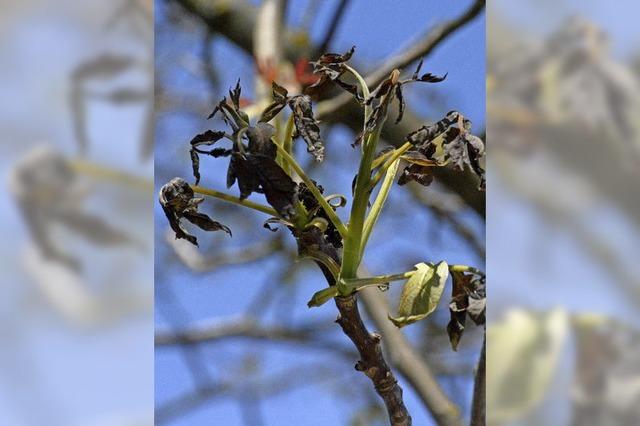 Massive Schden bei Reben, Obstbumen und auch Gemse