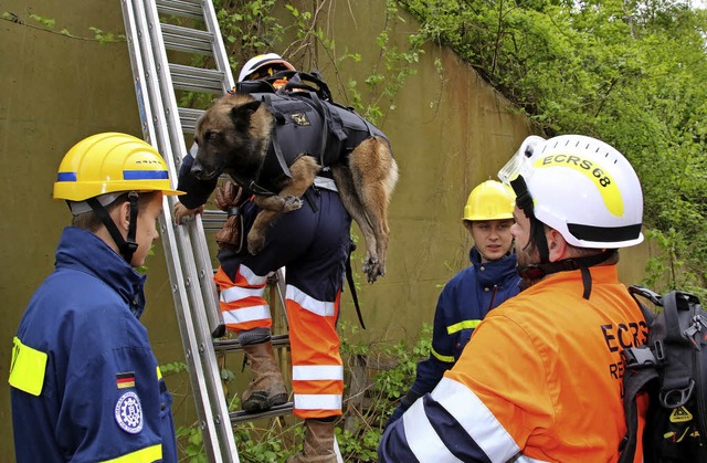 Huckepack wurden die franzsischen Ret...etes&#8220; transportiert zu werden.    | Foto: spether