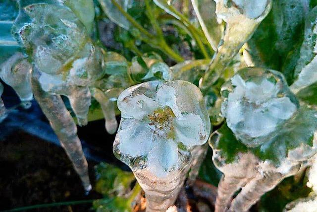 Frostschden bedrohen Obstbauern in ihrer Existenz
