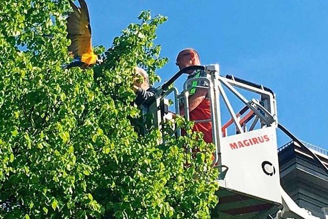 Feuerwehr rettet Papagei mit Drehleiter aus einem Baum