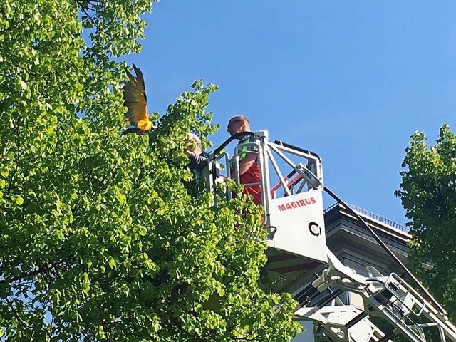 Der Papagei sa im Baum fest.  | Foto: Feuerwehr Bad Sckingen