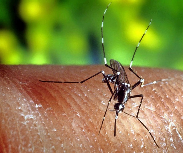 Malaria wird von Mcken bertragen   | Foto: dpa