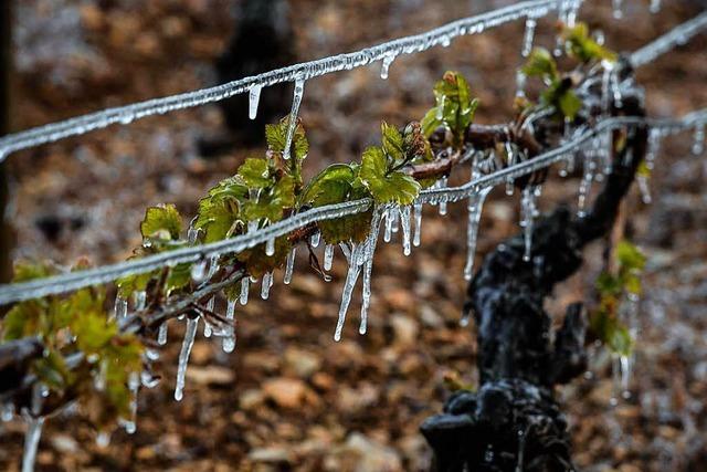 Bibbern um die Existenz: Bauern nicht gegen Frost versichert