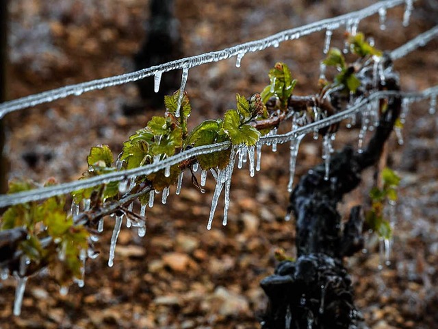 Frost in den Reben  | Foto: AFP