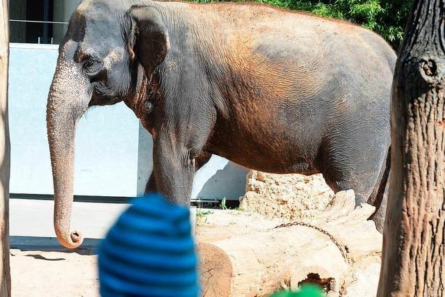 Wilhelma möchte asiatische Elefanten züchten