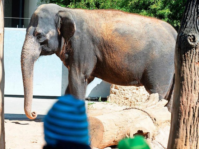 Eine der Stuttgarter Elefantendamen.   | Foto: DPA